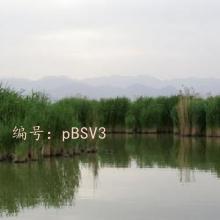 ϸ΢