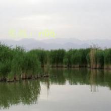 ʦ