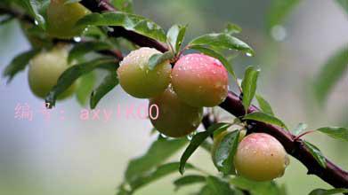 ļ
