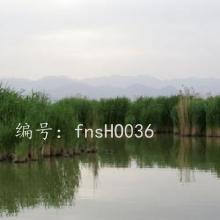 ʦ