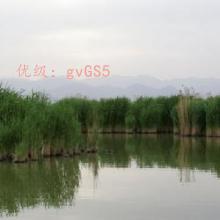 ʦ