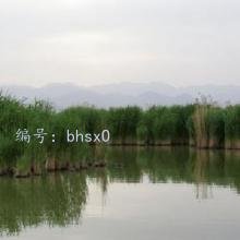 ʦ