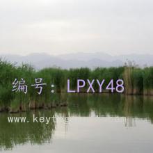 ǰ