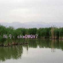 ʦ