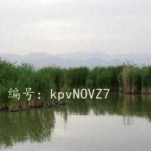 ʦ