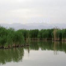 ʦ