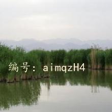 ʦ
