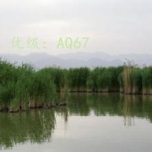 ǰ