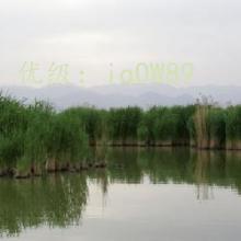 ʦ