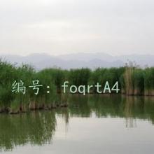 ʦ