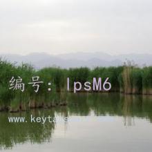 ʦ