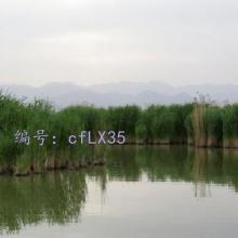 ʦ