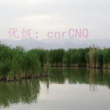 ʦ