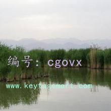 ʦ