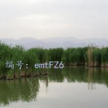 ̨